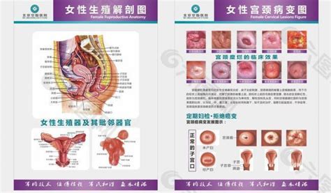 真人女生下面|女性生殖结构：